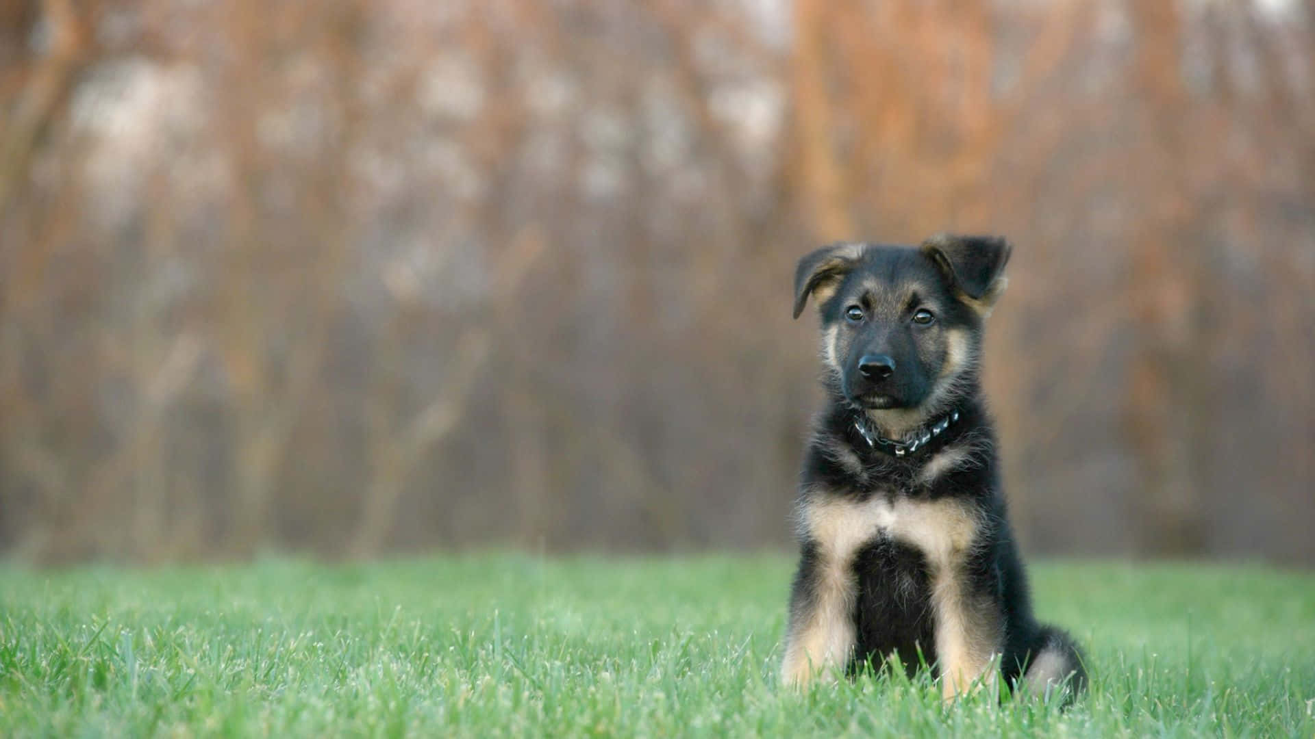 German Shepherd 桌布 壁紙 — 一隻年輕的德國牧羊犬幼犬警覺地坐在鮮綠色的草地上，背景是模糊的秋樹。