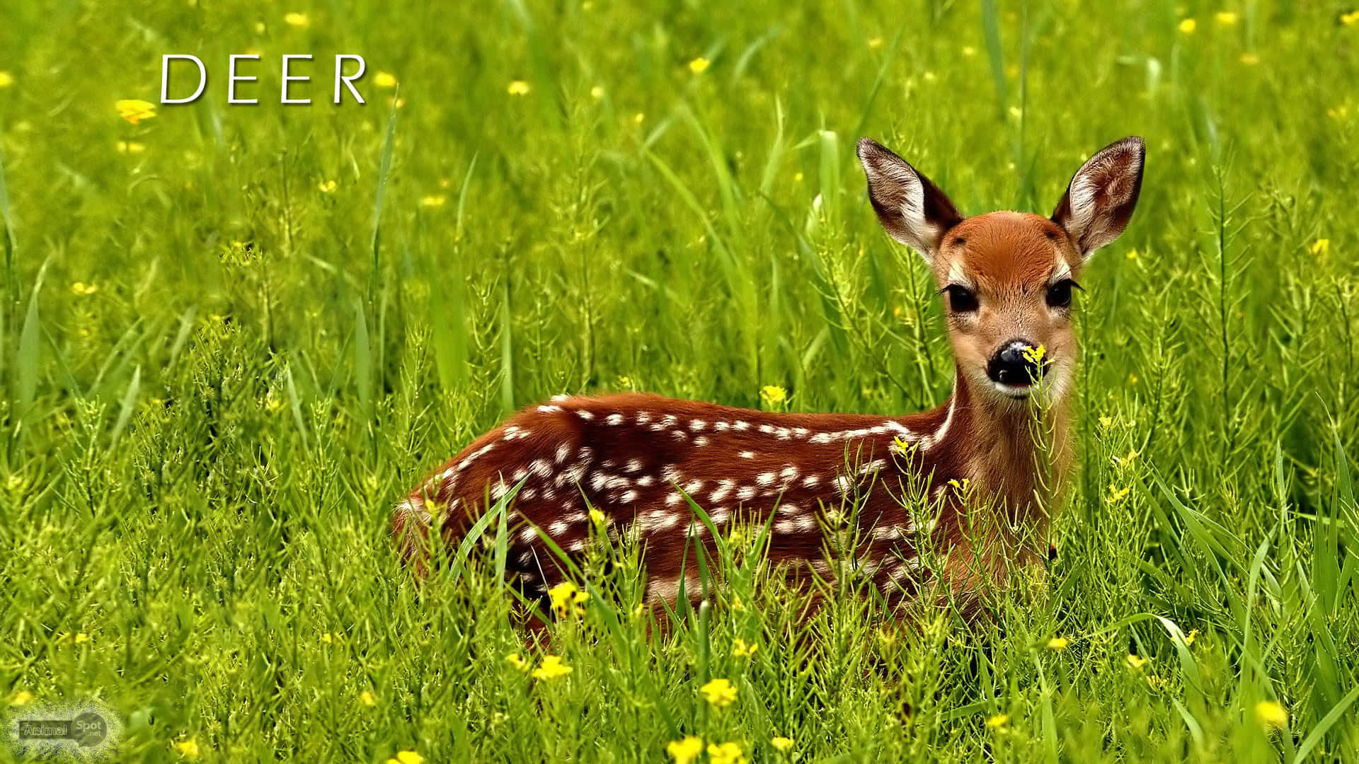 Deer Desktop 桌布 壁紙 — 一隻年輕的斑點小鹿在充滿活力的綠色草地上休息，草地上點綴著黃色野花。