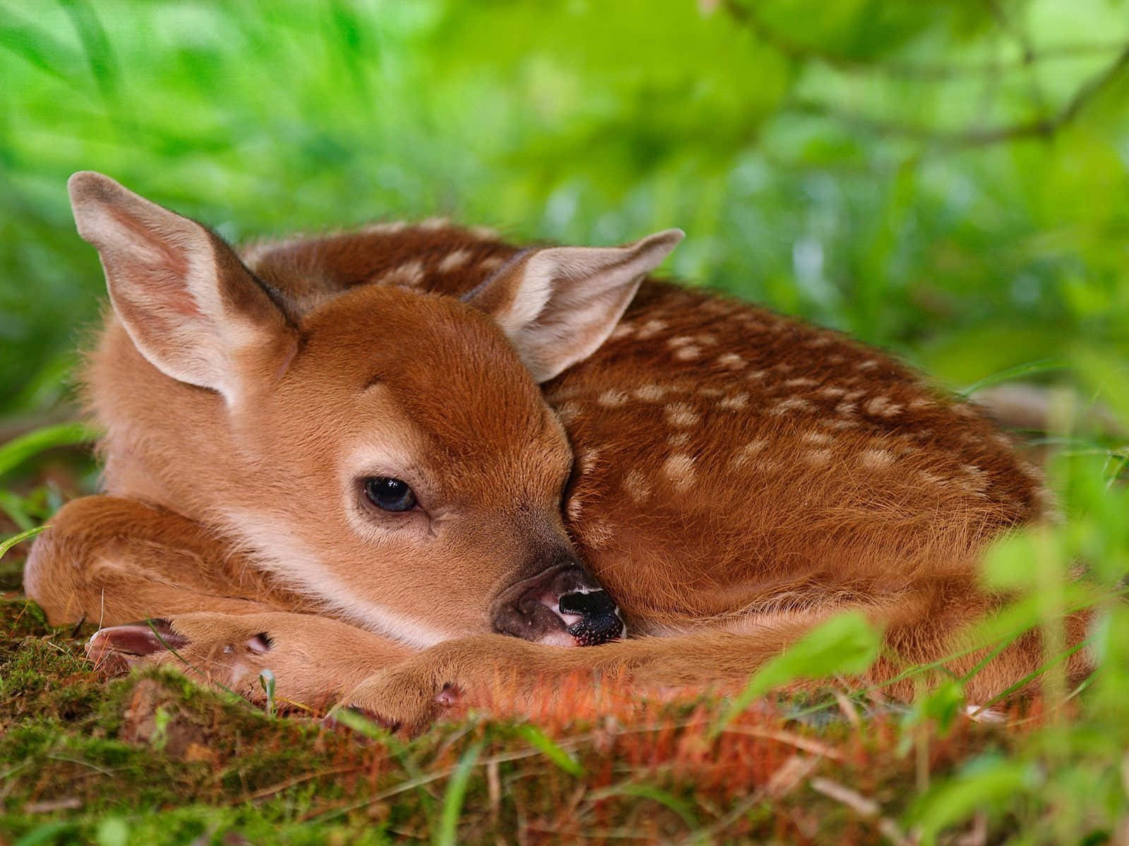 Cute Baby Animals 桌布 壁紙 — 一隻年輕的斑點小鹿在長滿苔蘚的地上安詳地蜷縮休息，周圍是充滿活力的綠色樹葉。