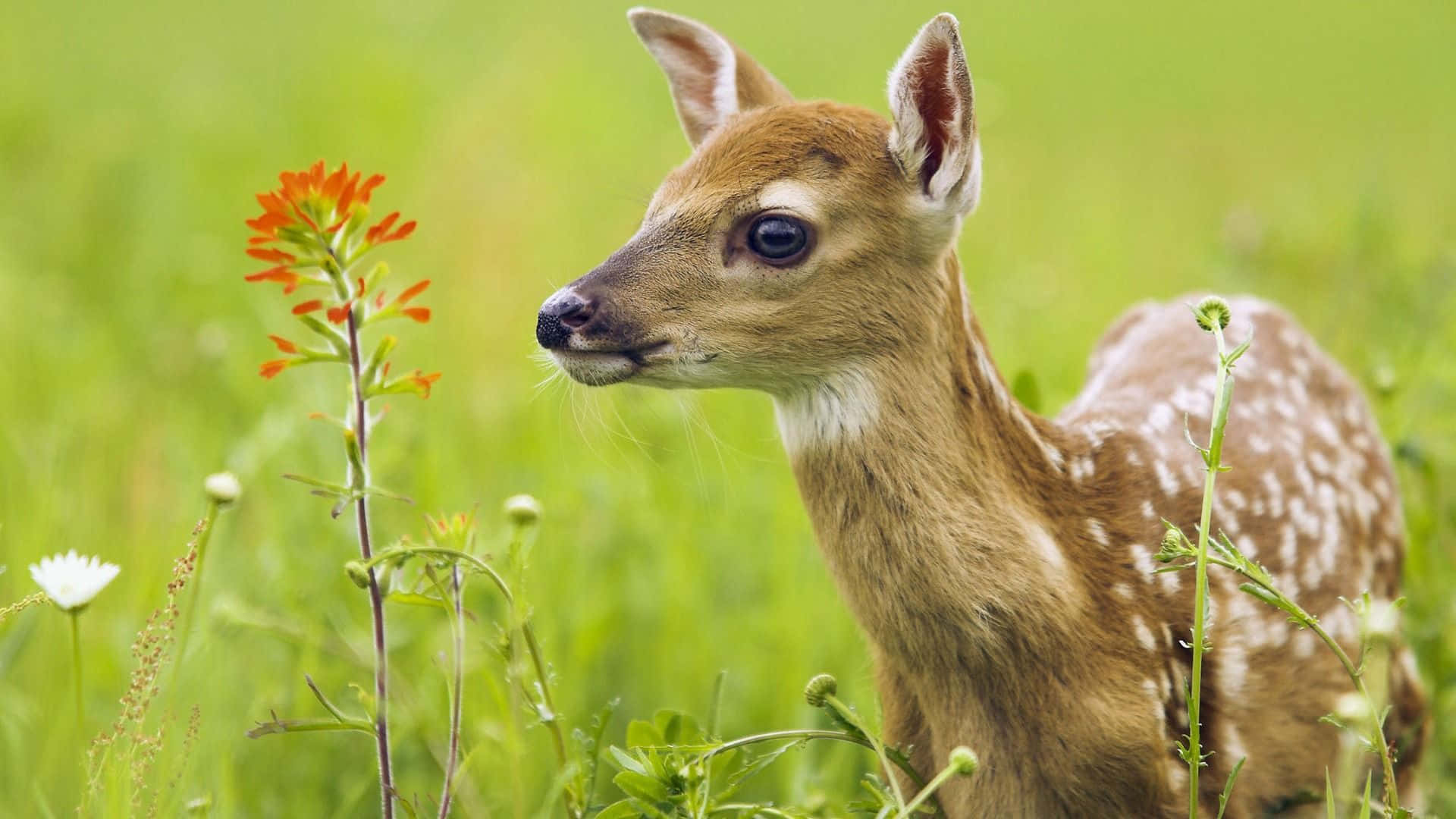 Beautiful Animal 桌布 壁紙 — 一隻年輕的斑點鹿在陽光普照的草地上警覺地站立，草地上點綴著橙色和白色的野花。