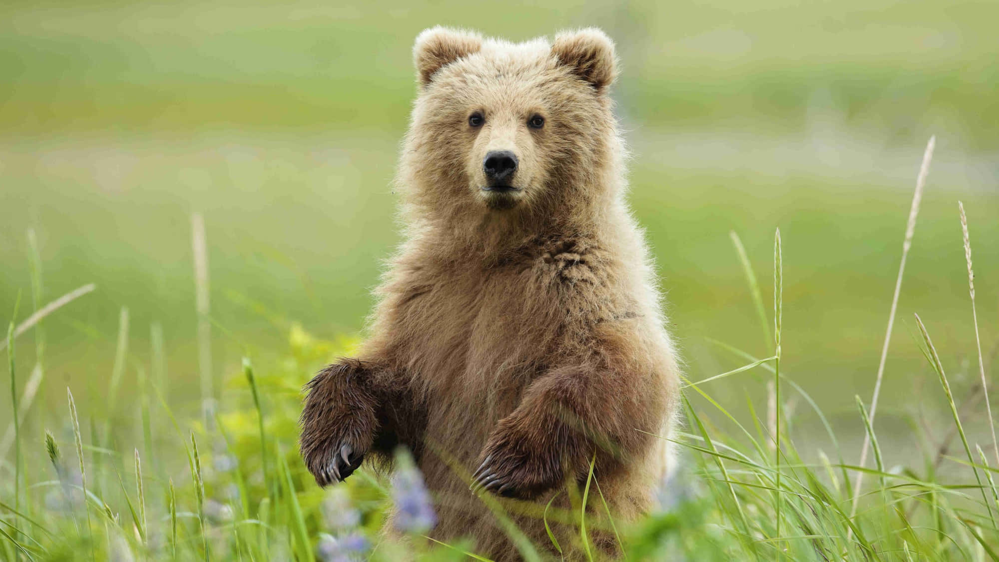 Brown Bear 桌布 壁紙 — 一隻年輕的棕熊在陽光明媚的草地上直立站立，草地長滿了高高的綠草和紫色的野花。