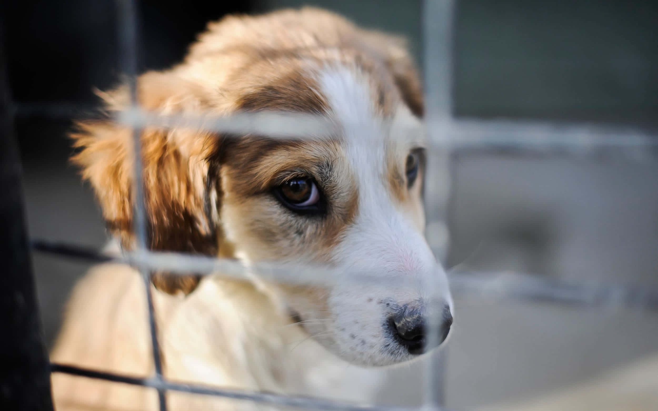 Puppies 桌布 壁紙 — 一隻年輕的棕白色小狗透過金屬圍欄悲傷地凝視，毛髮柔軟，眼睛大而有表現力。