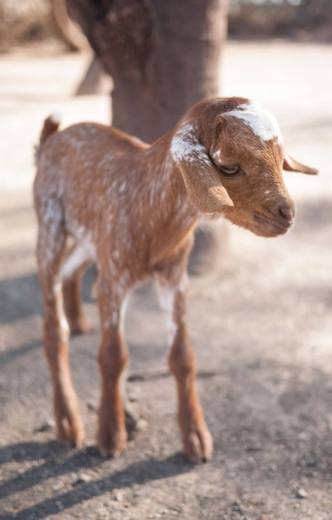 Farm Animal 桌布 壁紙 — 一隻年輕的棕色和白色斑點山羊站在樹下塵土飛揚的地面上，沐浴在柔和的光線中。