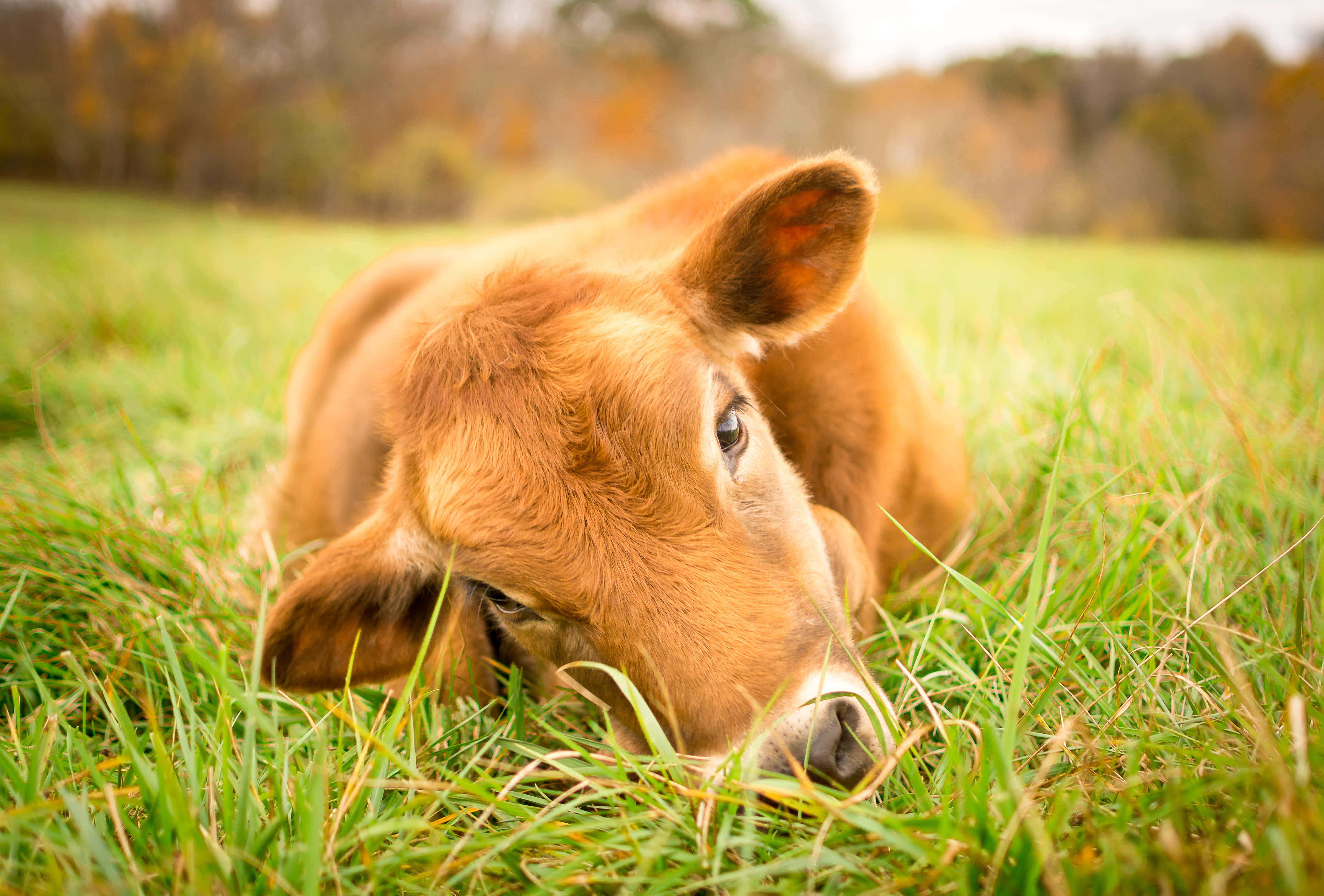 乳牛動圖 桌布 壁紙 — 一隻年輕的棕色小牛在充滿活力的綠草中平靜地休息，背景中秋天的樹木柔和地模糊。