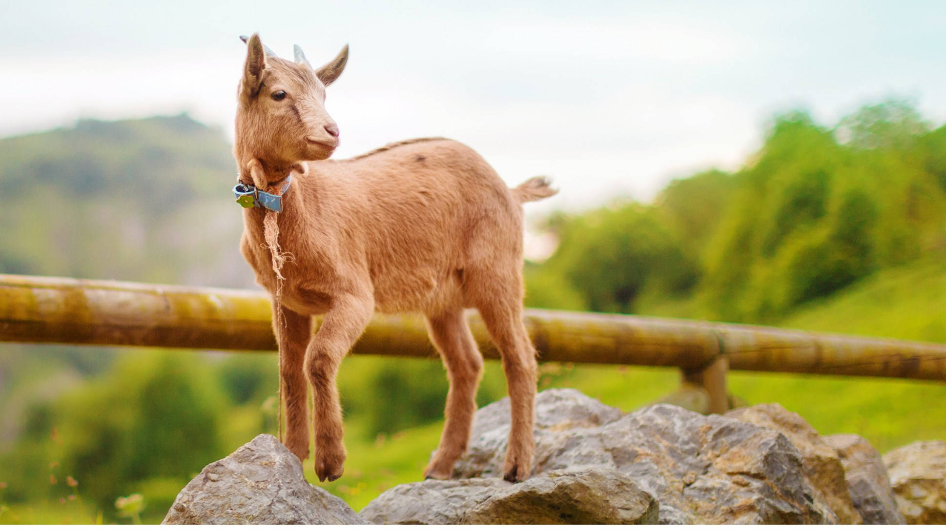 goats 桌布 壁紙 — 一隻年輕的棕色山羊警覺地站在灰色岩石上，旁邊是木柵欄，在柔和的天空下，一片翠綠的牧場中。