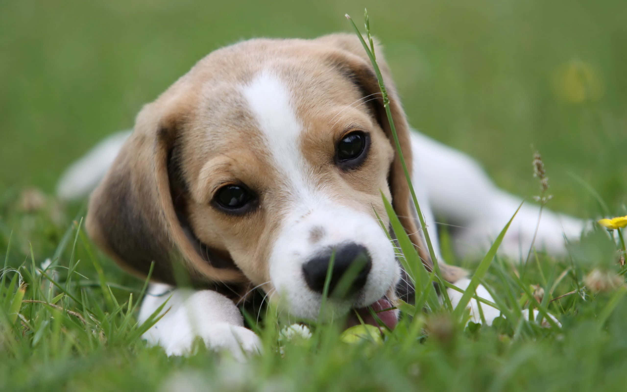 Beagle Dogs 桌布 壁紙 — 一隻年輕的比格犬幼犬，毛色棕白相間，躺在充滿活力的綠草中，深色眼睛好奇地凝視著相機。