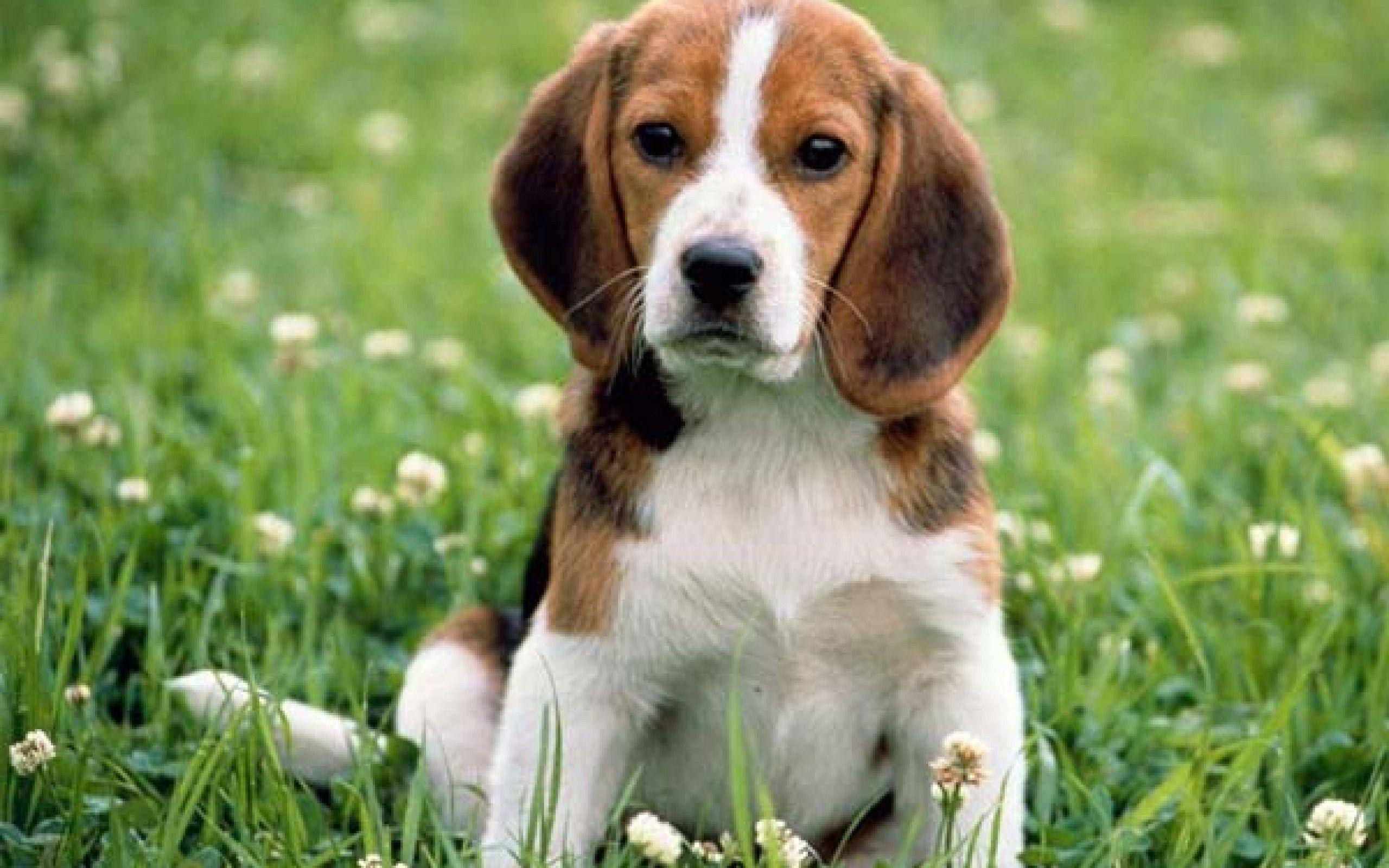 米格魯 桌布 壁紙 — 一隻年輕的比格犬幼犬，毛色棕白相間，專注地坐在陽光明媚、點綴著白色三葉草花的綠色草地上。