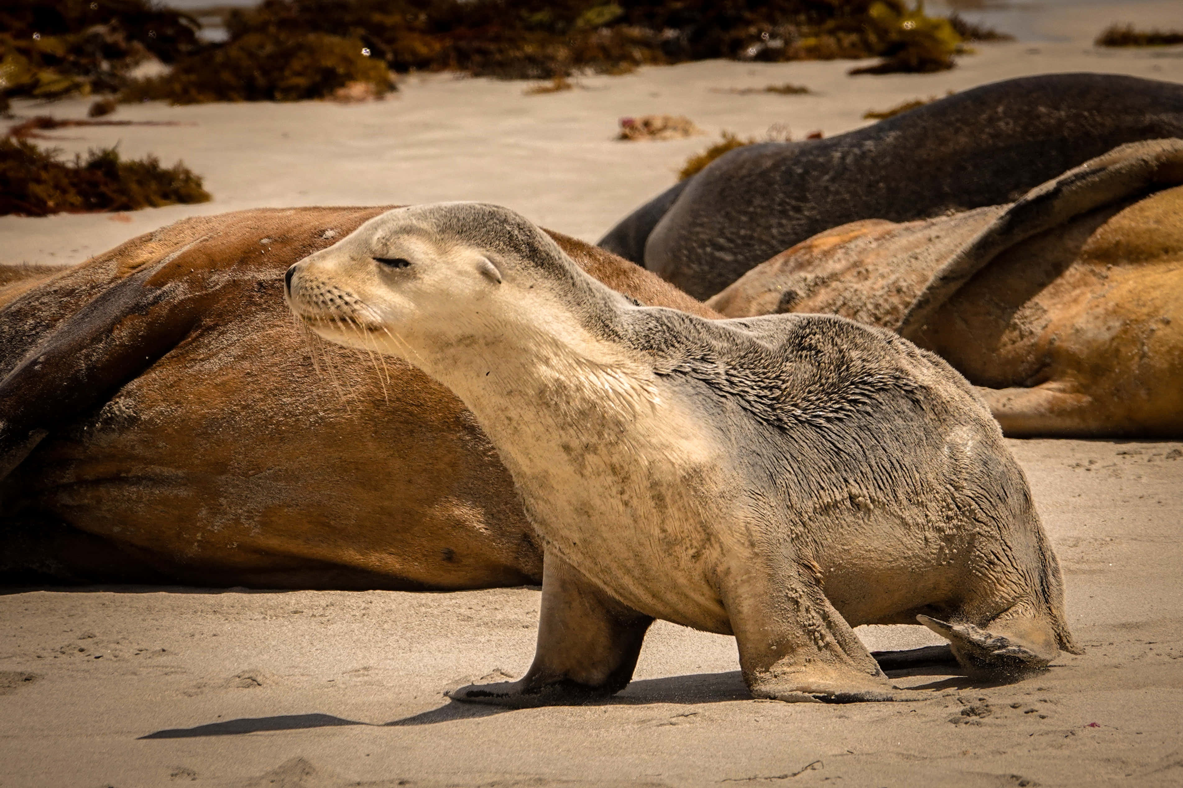 動物 桌布 壁紙 — 一隻年輕的海豹幼崽在陽光照耀的沙灘上警覺地站立，旁邊有休息的成年海豹，附近散落著海草。