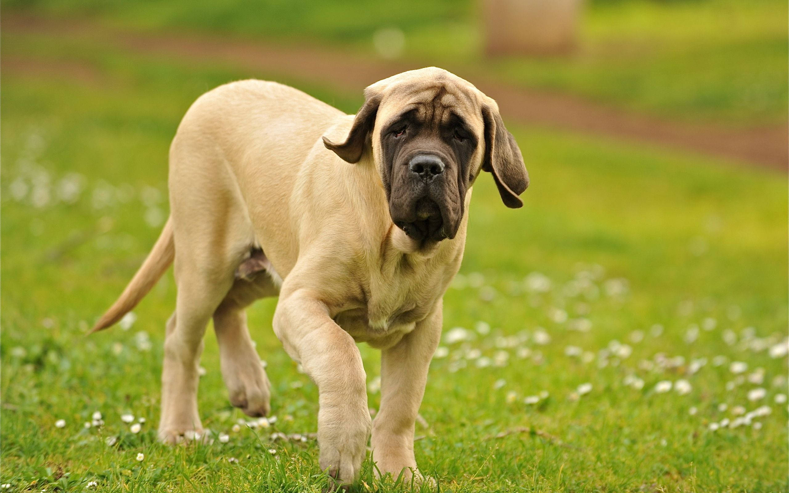 狗 桌布 壁紙 — 一隻年輕的淺黃色獒犬幼犬自信地走過陽光明媚、點綴著白色花朵的草地。