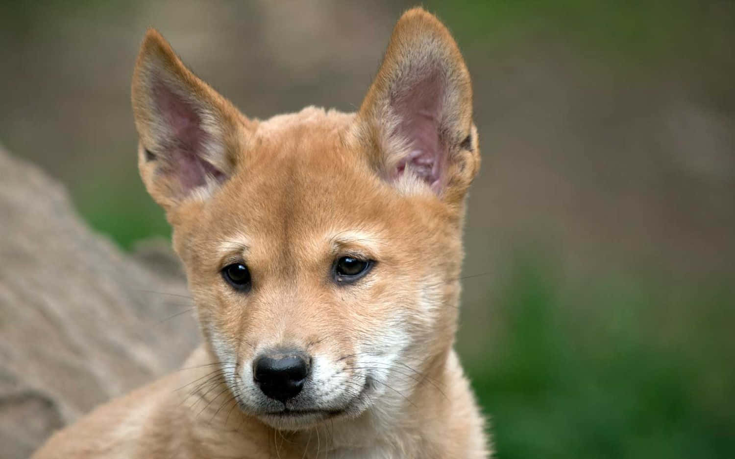 動物 桌布 壁紙 — 一隻年輕的澳洲野狗幼犬的特寫，牠有警覺的耳朵和柔軟的淺棕色毛髮，直視鏡頭。