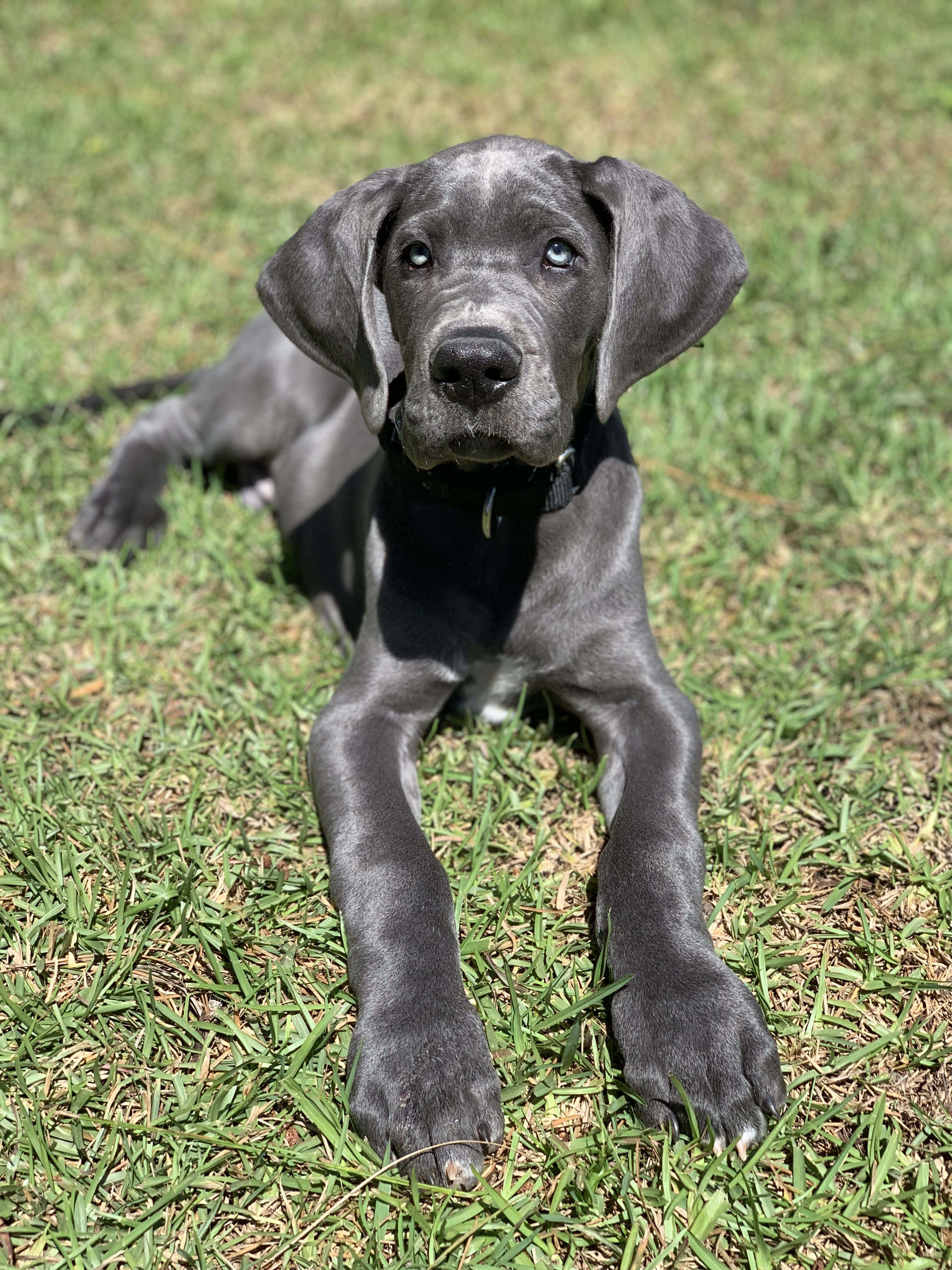 Great Dane Puppies 桌布 壁紙 — 一隻年輕的灰色大丹犬幼犬，有著引人注目的藍色眼睛，警覺地躺在陽光照耀的綠色草地上，直視鏡頭。