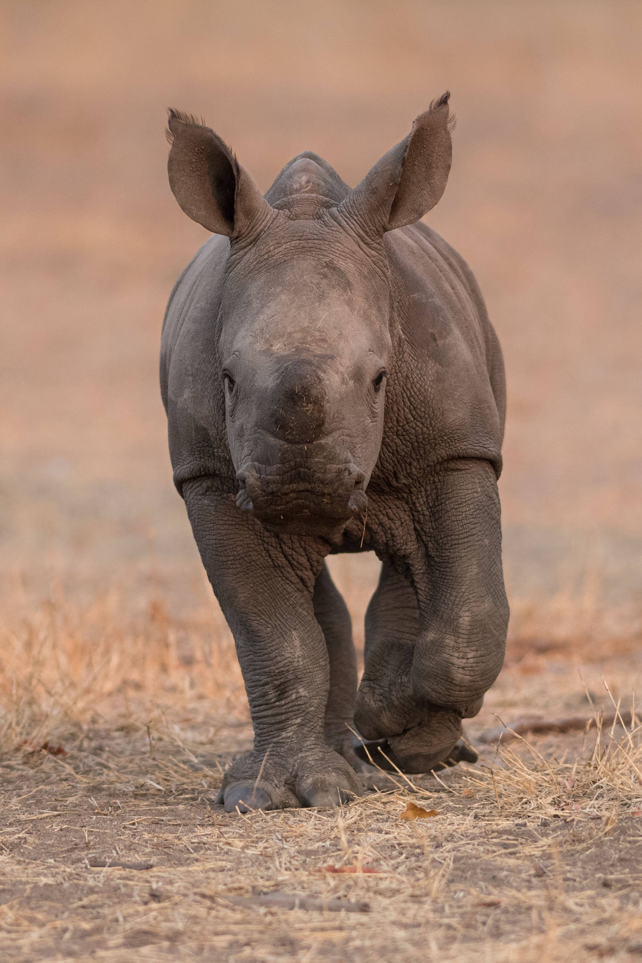 Rhinoceros 桌布 壁紙 — 一隻年輕的犀牛寶寶穿過陽光照耀的稀樹草原上的乾草，向鏡頭走來。