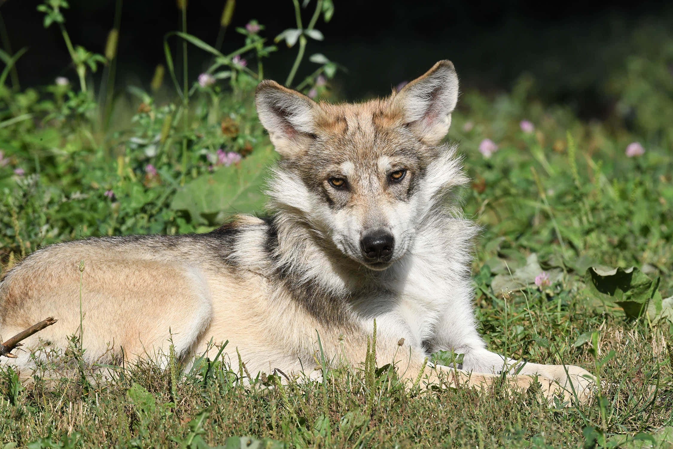 Mexican Wolf 桌布 壁紙 — 一隻年輕的狼崽在陽光照耀的草地上警覺地休息，周圍有粉紅色的花朵和綠色的樹葉。