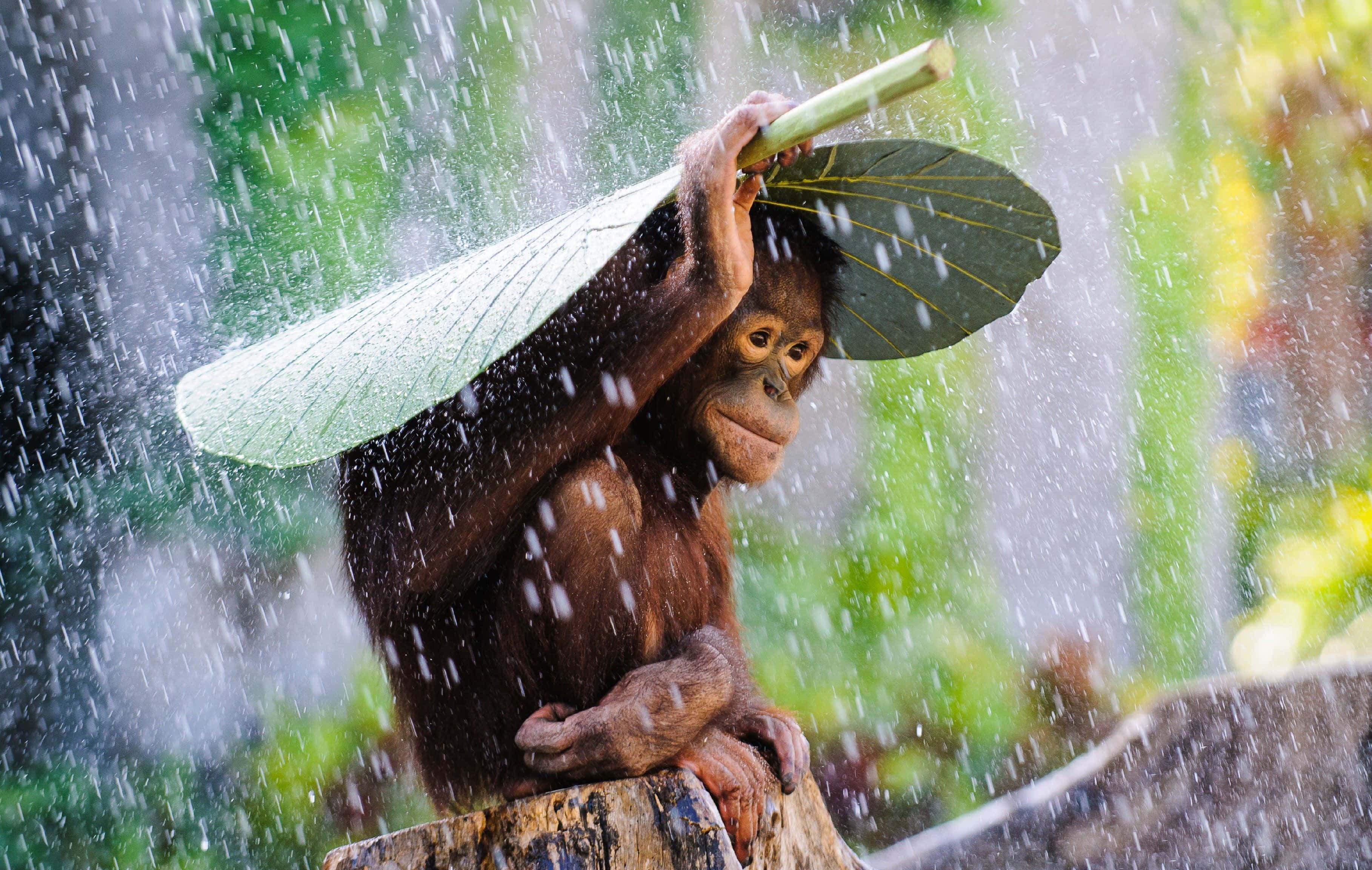 Raining 桌布 壁紙 — 一隻年輕的猩猩在茂密的叢林環境中，將一片大綠葉舉在頭頂，雨水在周圍落下。