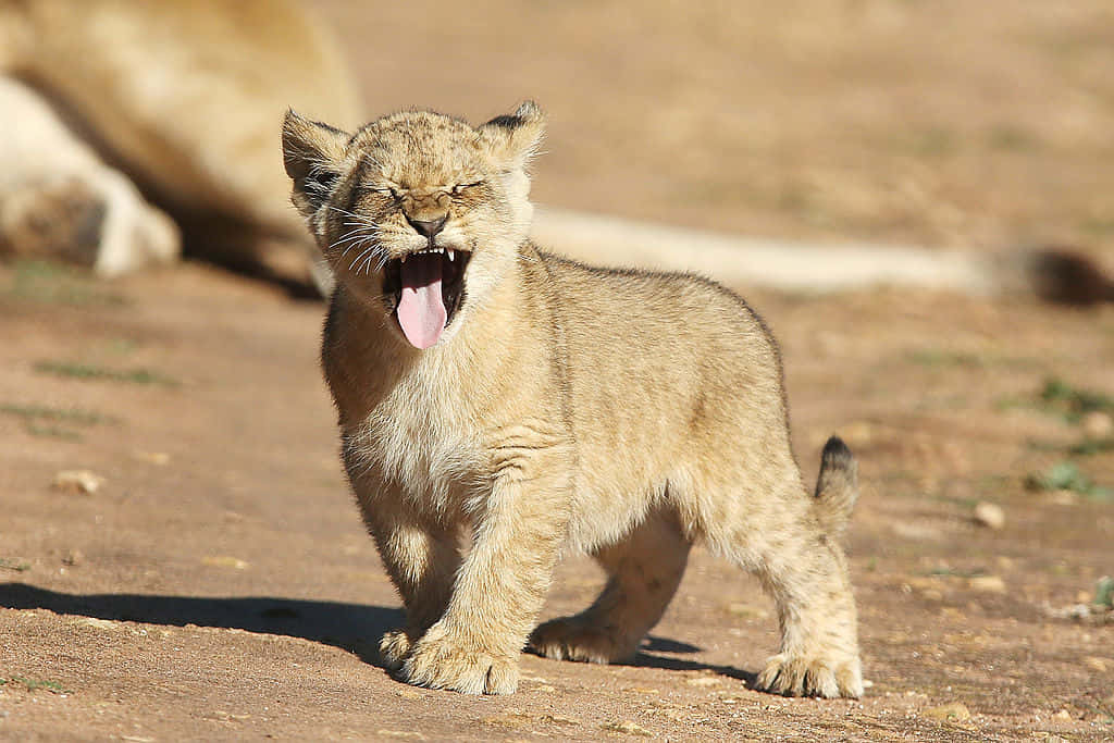 Baby Lion 桌布 壁紙 — 一隻年輕的獅子幼崽在烈日下的乾燥土地上張大嘴巴打哈欠，舌頭伸了出來。