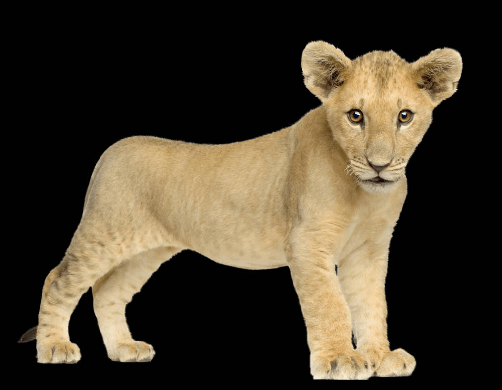 Baby Lion 桌布 壁紙 — 一隻年輕的獅子幼崽在純黑色背景下警覺地站立，其金色的眼睛和柔軟的毛髮細節生動。
