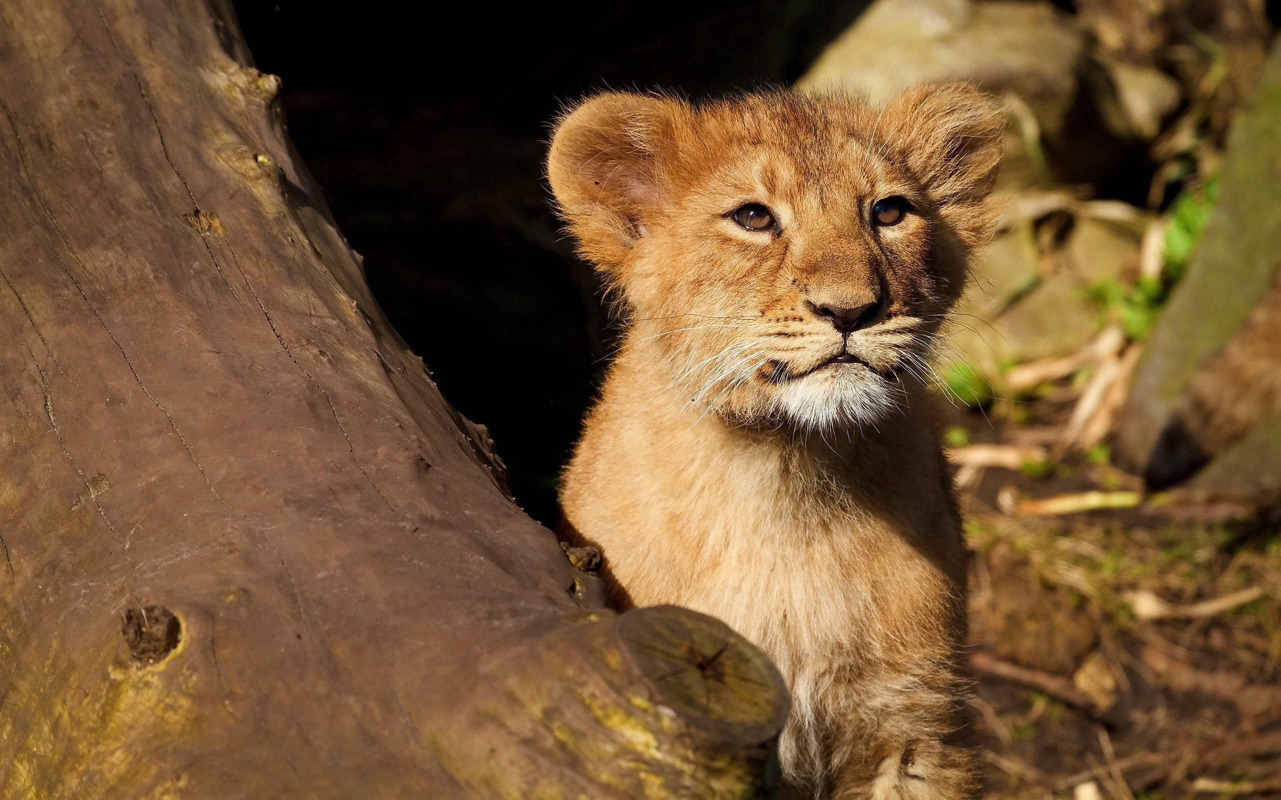 Baby Lion 桌布 壁紙 — 一隻年輕的獅子幼崽在自然林地環境中，好奇地從陽光照耀的樹幹後面探出頭來。