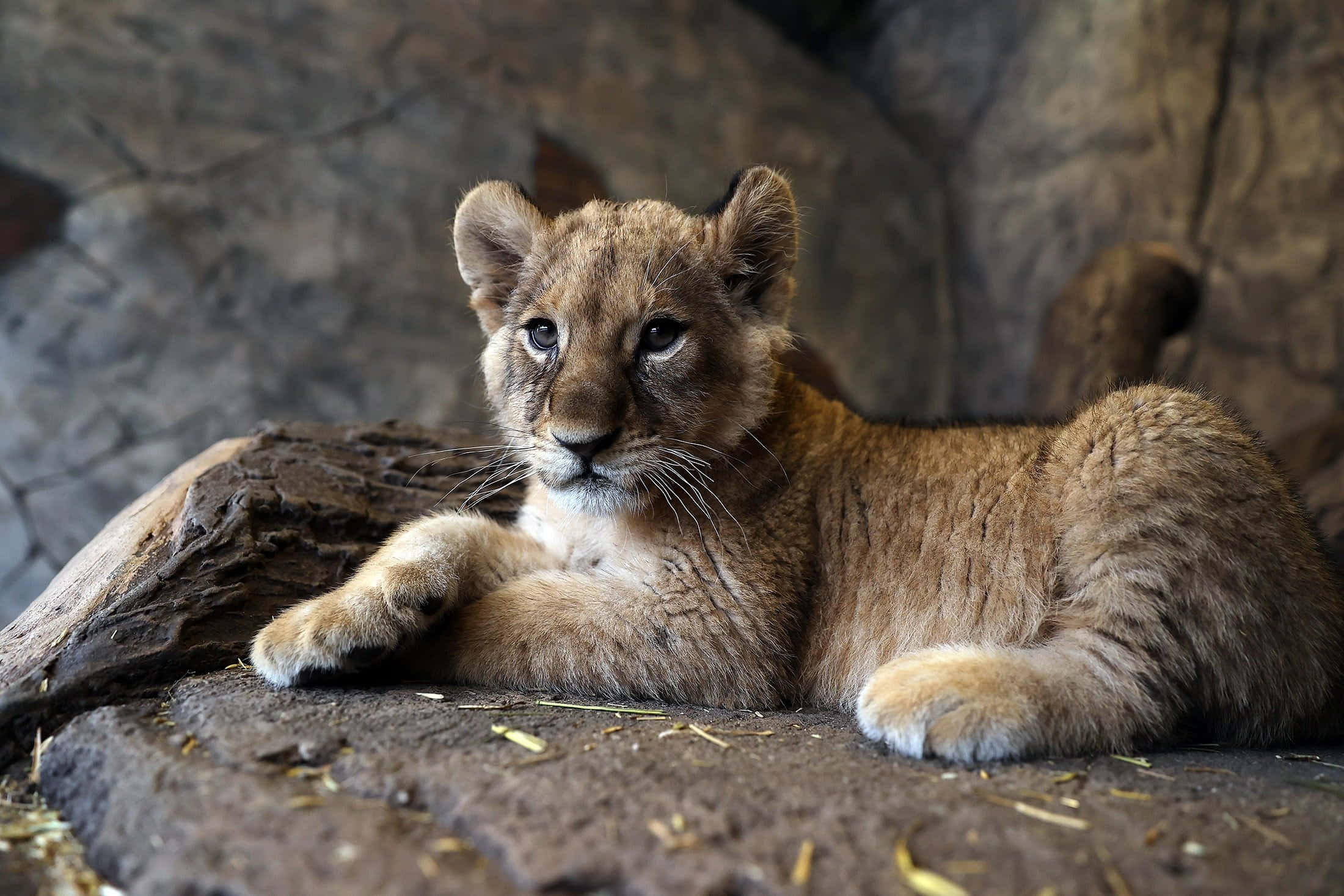 Baby Lion 桌布 壁紙 — 一隻年輕的獅子幼崽警覺地休息在岩石表面上，背景是石牆。