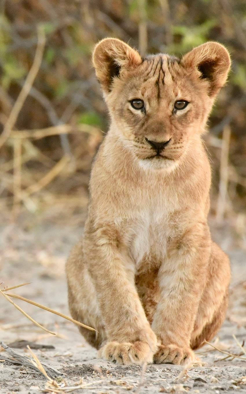 Baby Lion 桌布 壁紙 — 一隻年輕的獅子幼崽警覺地坐在乾燥的土地上，牠的大眼睛直視鏡頭，背景是模糊的稀樹草原。