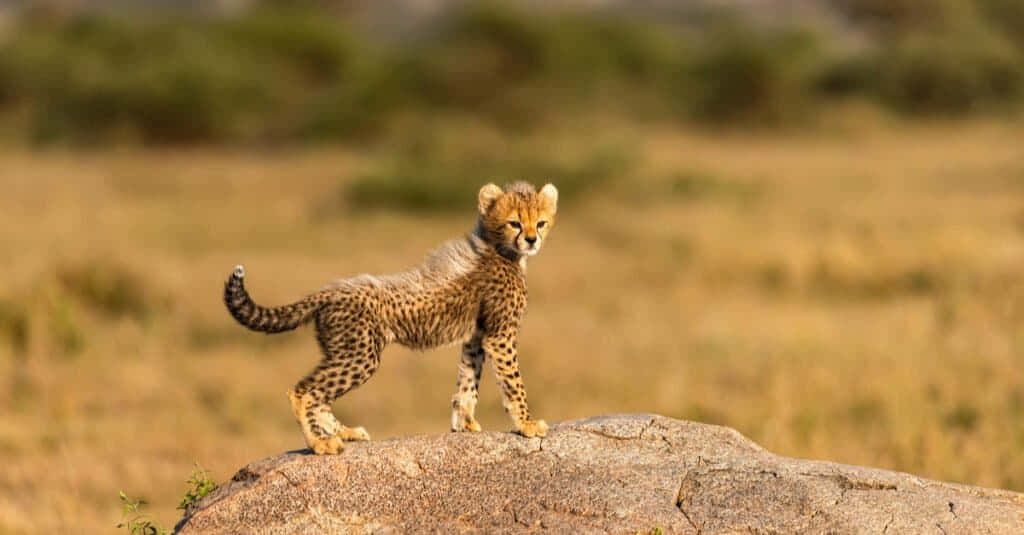 動物 桌布 壁紙 — 一隻年輕的獵豹幼崽警覺地站在陽光明媚的岩石上，身處金色的稀樹草原草地。
