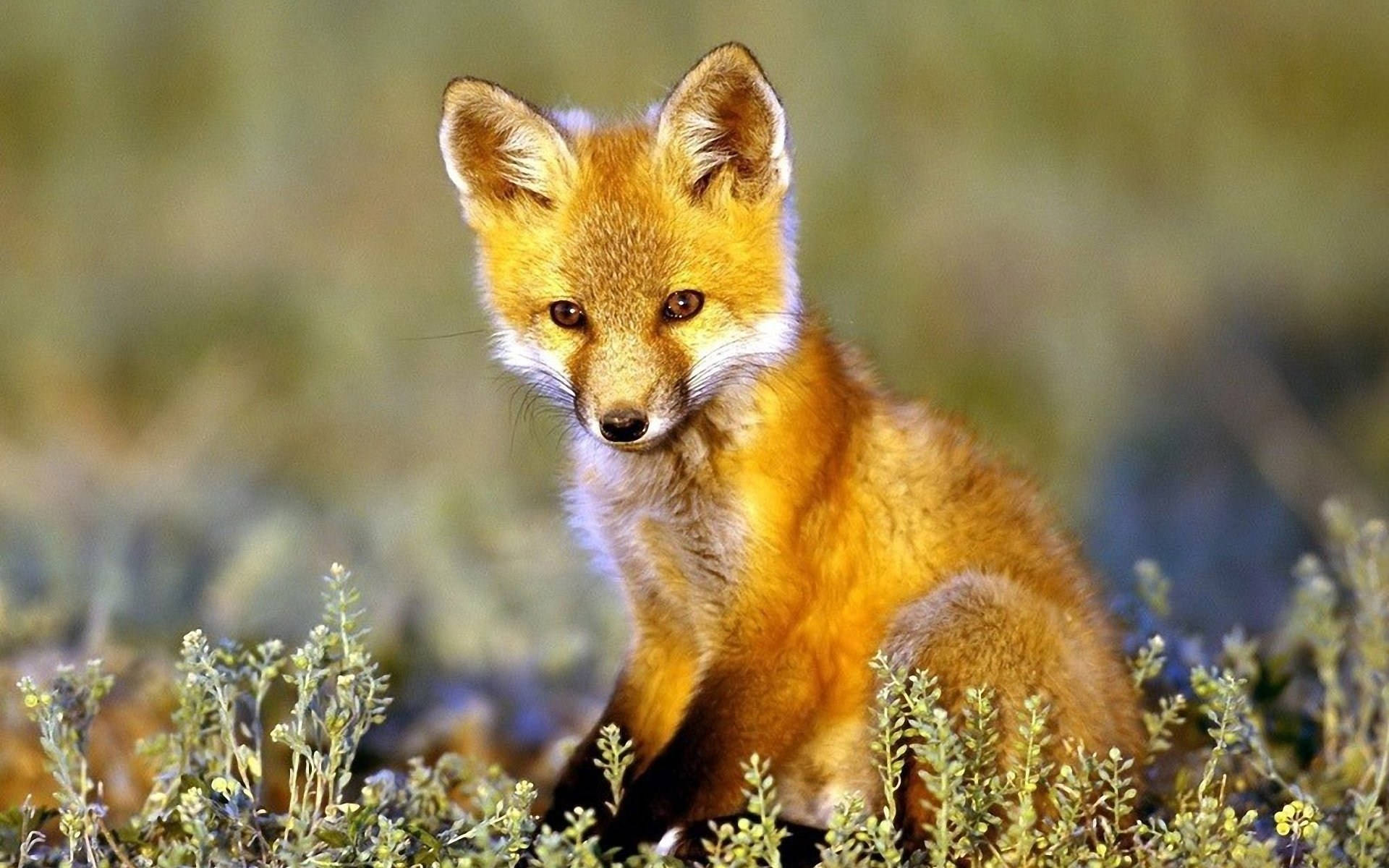 Baby Fox 桌布 壁紙 — 一隻年輕的紅狐，眼睛明亮，警覺地坐在綠色和黃色的野花中，沐浴在柔和自然光下。