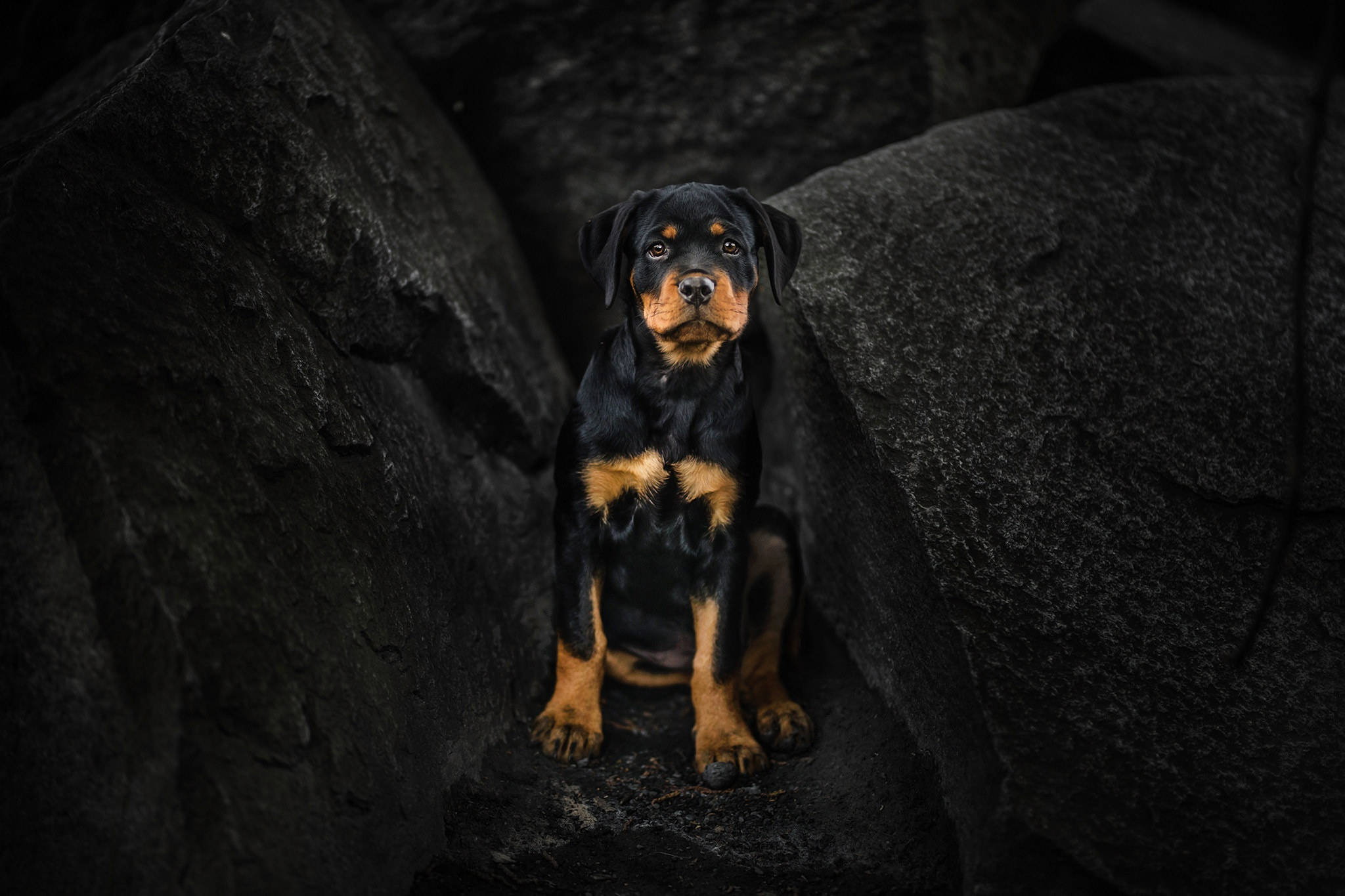 羅威那犬 桌布 壁紙 — 一隻年輕的羅威納幼犬，擁有黑色和棕褐色毛髮，警覺地坐在深色紋理岩石之間，處於陰暗、低光的環境中。