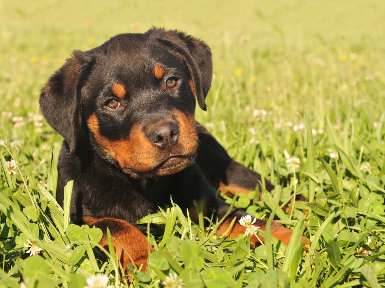 羅威那犬 桌布 壁紙 — 一隻年輕的羅威納幼犬，擁有黑色和棕褐色的毛髮，躺在陽光明媚、點綴著白色三葉草花朵的綠色草地上。