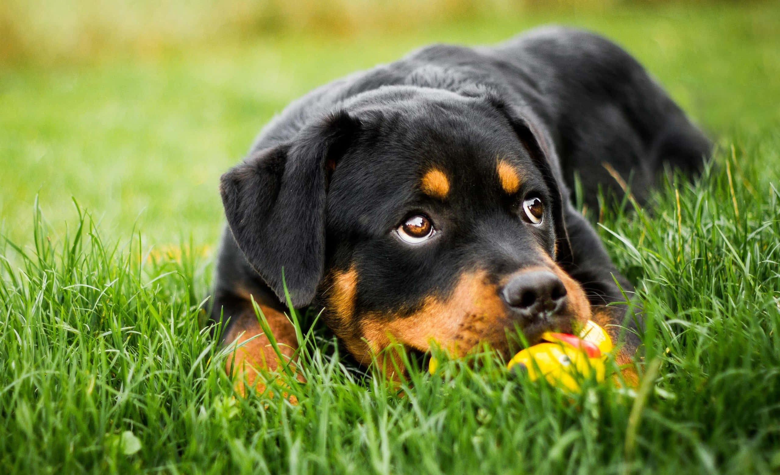 羅威那犬 桌布 壁紙 — 一隻年輕的羅威納幼犬，擁有黑色和棕褐色毛髮，躺在充滿活力的綠色草地上，輕輕咀嚼著一個黃色玩具。