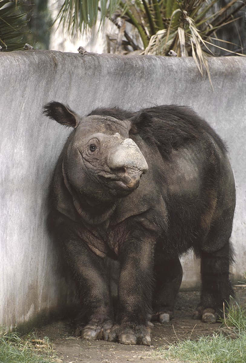 Rhinoceros 桌布 壁紙 — 一隻年輕的蘇門答臘犀牛站在動物園圍欄內的混凝土牆附近，頭頂有棕櫚葉。