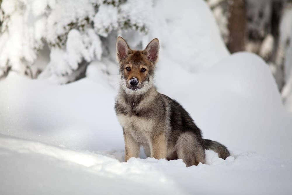 wolfdog 桌布 壁紙 — 一隻年輕的郊狼幼崽在深雪中警覺地坐著，周圍是冬季森林中積雪覆蓋的樹木。