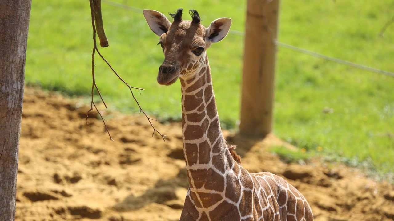 Baby Giraffe 桌布 壁紙 — 一隻年輕的長頸鹿，身上有棕色和白色的斑紋，站在陽光普照的圍欄內，有綠草和沙地。