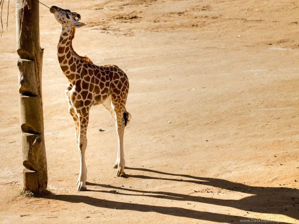 Baby Giraffe 桌布 壁紙 — 一隻年輕的長頸鹿伸長脖子，在陽光明媚的沙地圍欄裡從木柱上吃樹葉。