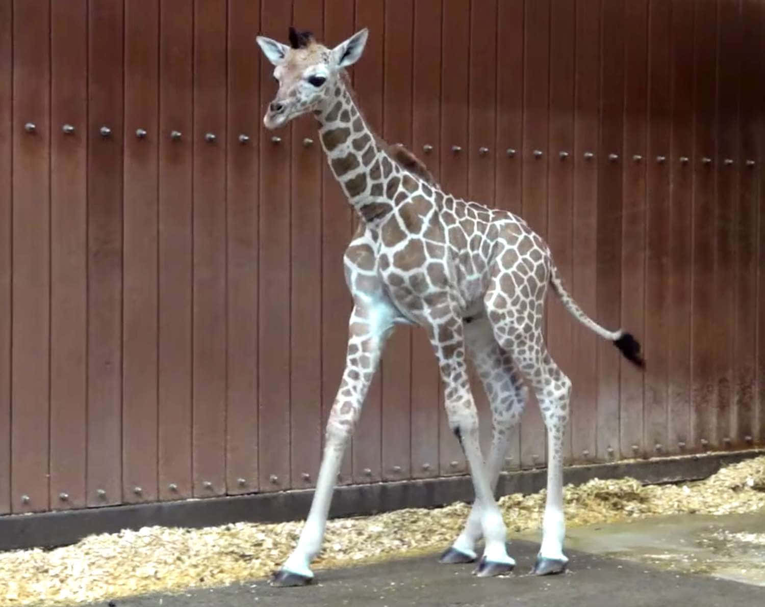 Baby Giraffe 桌布 壁紙 — 一隻年輕的長頸鹿優雅地站在動物園圍欄內的碎石路上，背景是木柵欄。