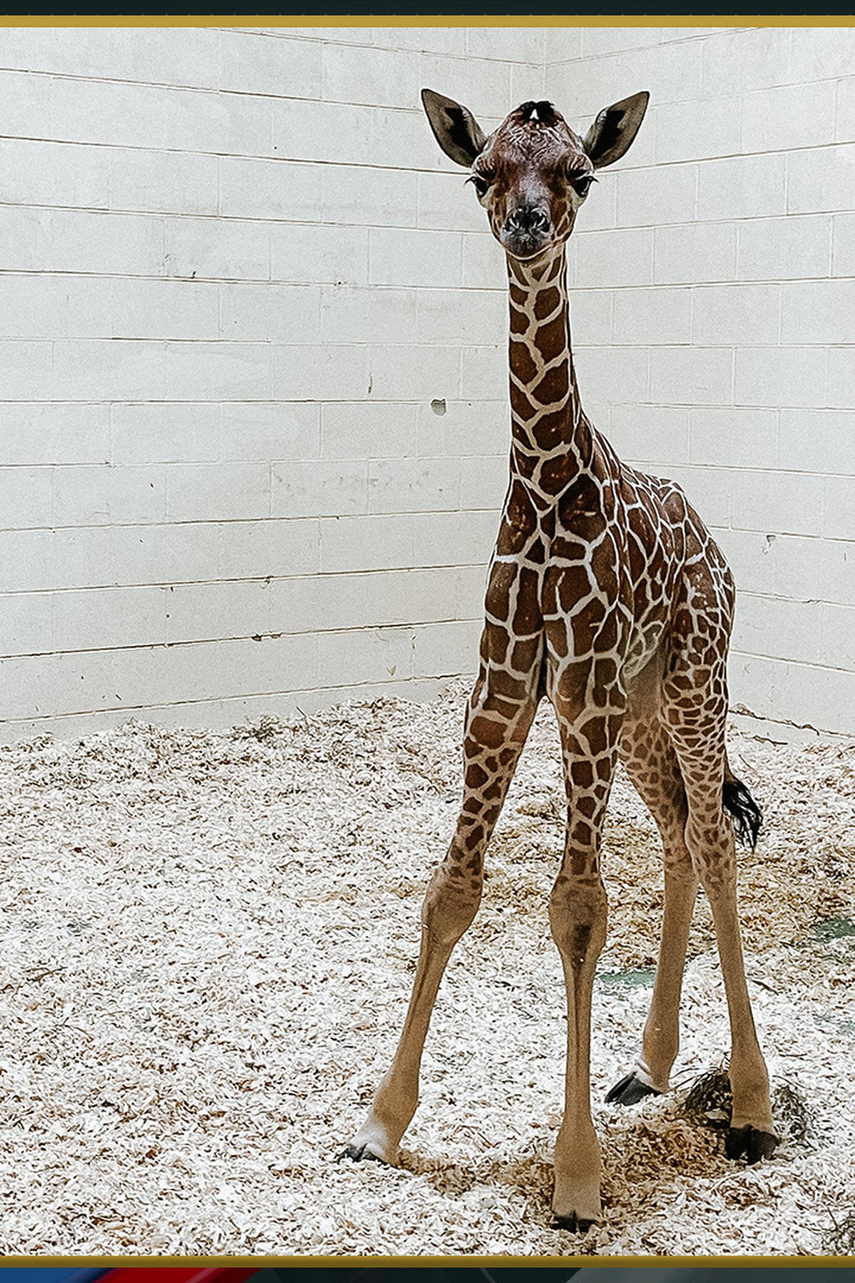 Baby Giraffe 桌布 壁紙 — 一隻年輕的長頸鹿在一個乾淨的圍欄內高高站立，圍欄有白色牆壁和木屑地板，直視鏡頭。