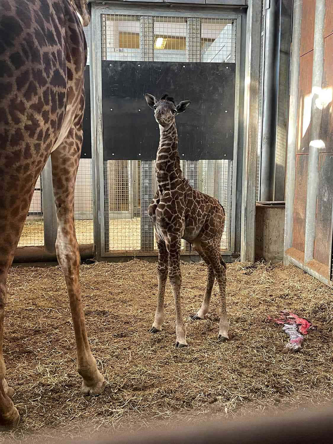 Baby Giraffe 桌布 壁紙 — 一隻年輕的長頸鹿在鋪滿稻草的圍欄裡，警覺地站在母親旁邊，好奇地凝視著相機。
