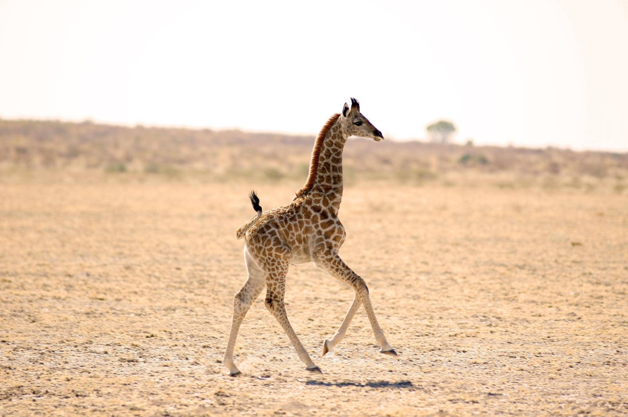 Baby Giraffe 桌布 壁紙 — 一隻年輕的長頸鹿在陽光普照的稀樹草原上優雅地漫步，天空朦朧，遠處有樹木。