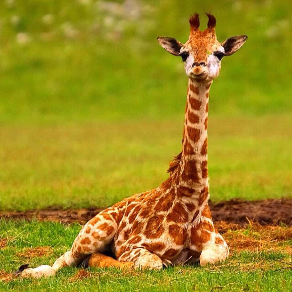 baby animal 桌布 壁紙 — 一隻年輕的長頸鹿平靜地坐在鮮綠色的草地上，背景是柔焦的草地。