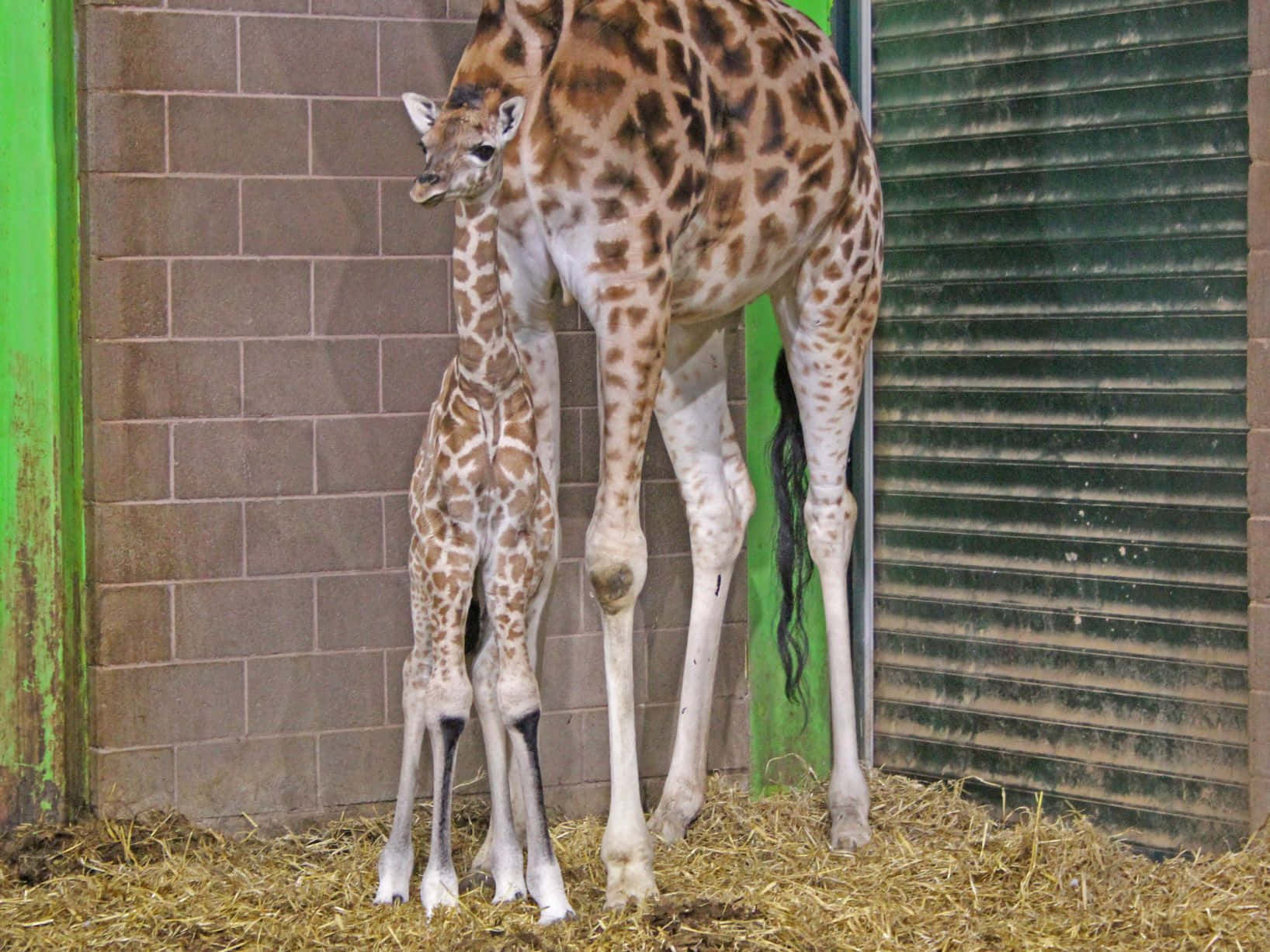 Baby Giraffe 桌布 壁紙 — 一隻年輕的長頸鹿站在母親旁邊，在一個鋪滿乾草、有磚牆和綠色金屬牆的圍欄裡。