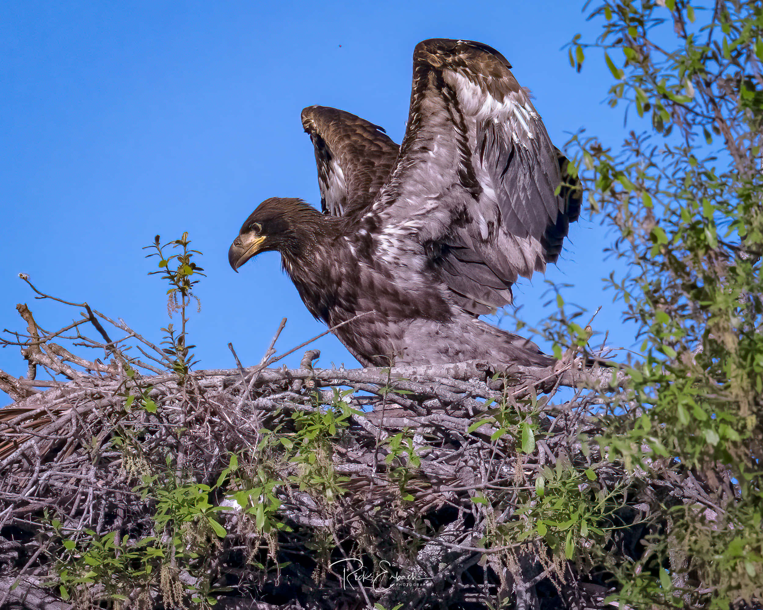 Young Eagle 桌布 壁紙 — 一隻年輕的鷹在佈滿樹葉的巢穴上展開翅膀，背景是清澈的藍天。