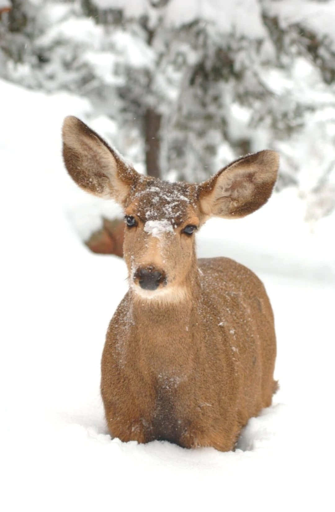 美學 桌布 壁紙 — 一隻年輕的鹿，臉上沾滿雪花，靜靜地坐在白雪覆蓋的森林空地中。