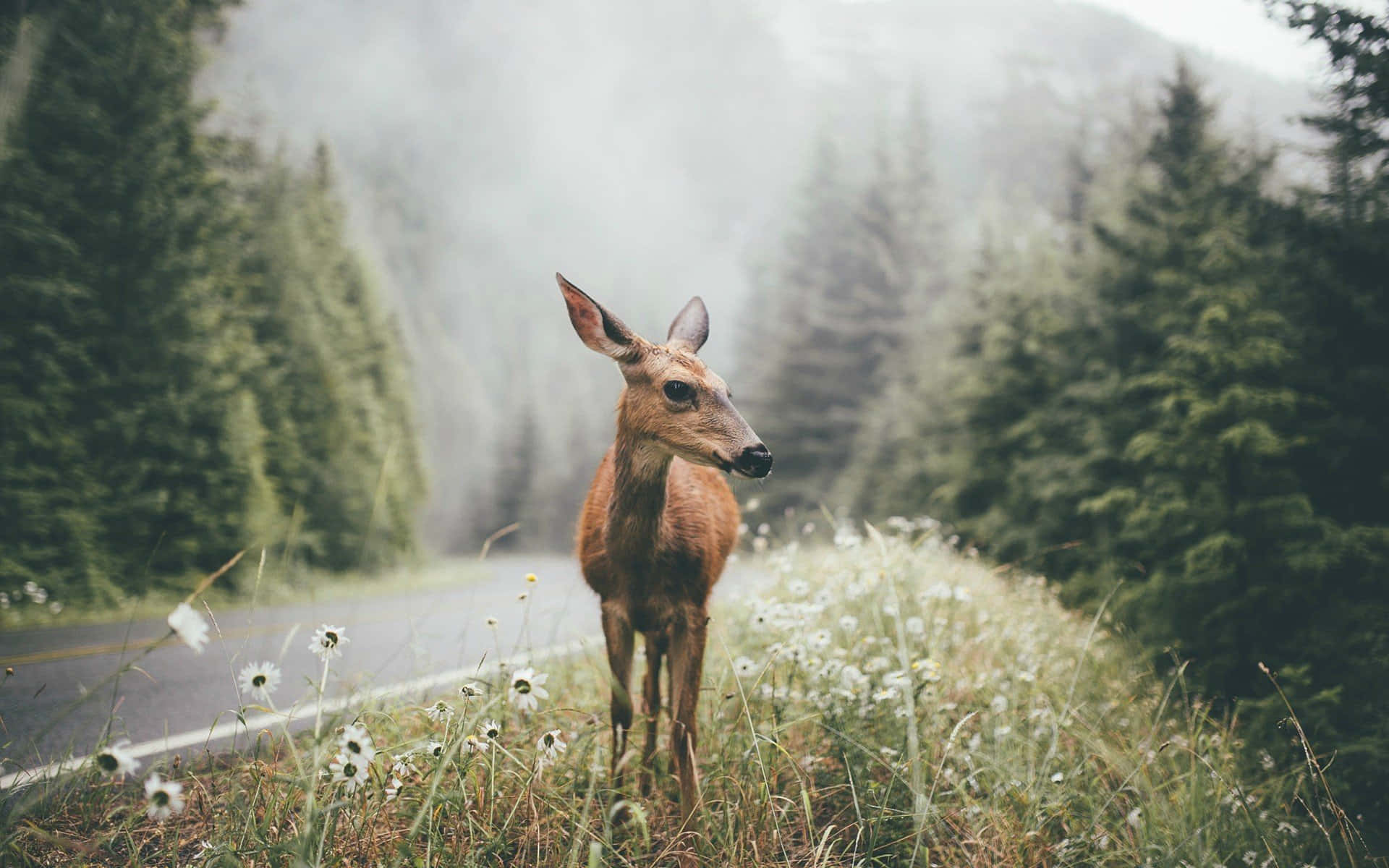 動物 桌布 壁紙 — 一隻年輕的鹿在霧氣瀰漫的森林道路旁的高草中警覺地站立，路上點綴著白色雛菊。