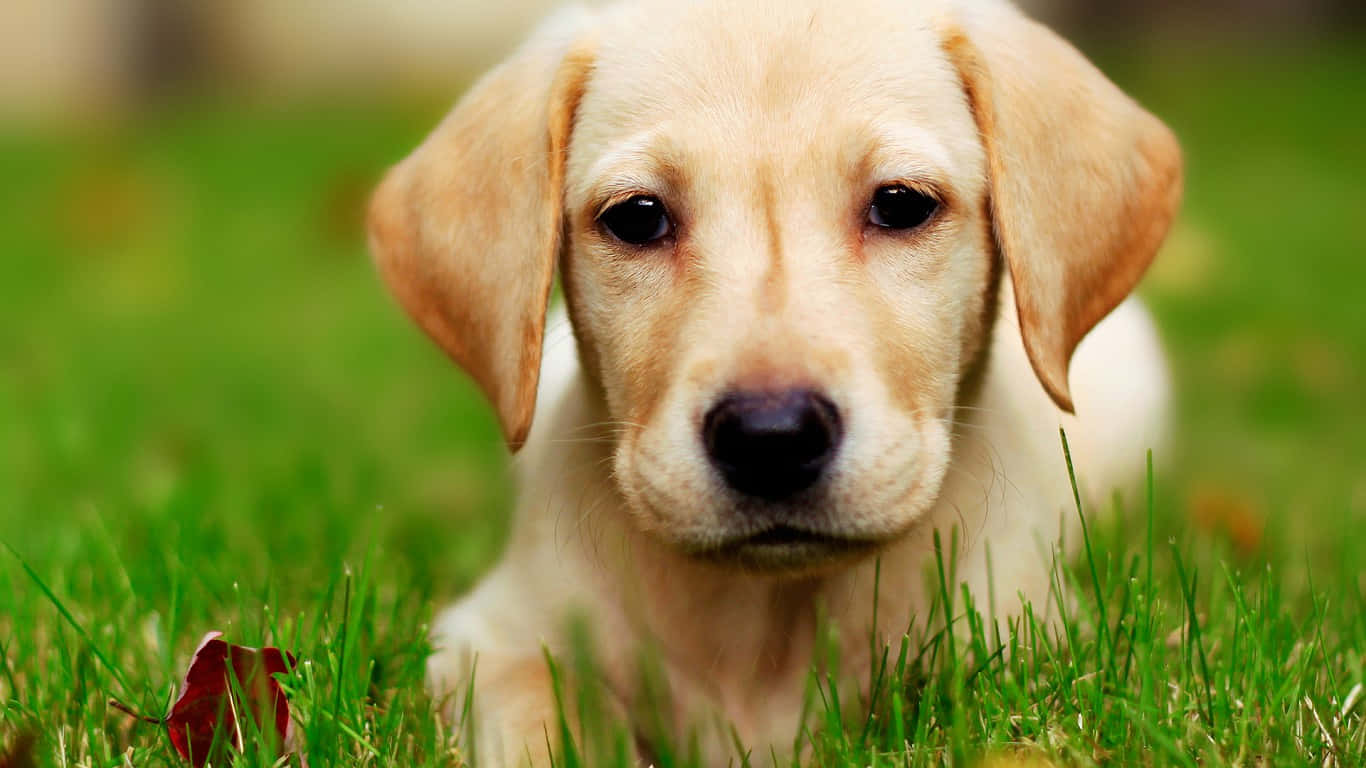 Cute Puppies 桌布 壁紙 — 一隻年輕的黃色拉布拉多幼犬近距離特寫，躺在充滿活力的綠色草地上，附近有一片紅葉。