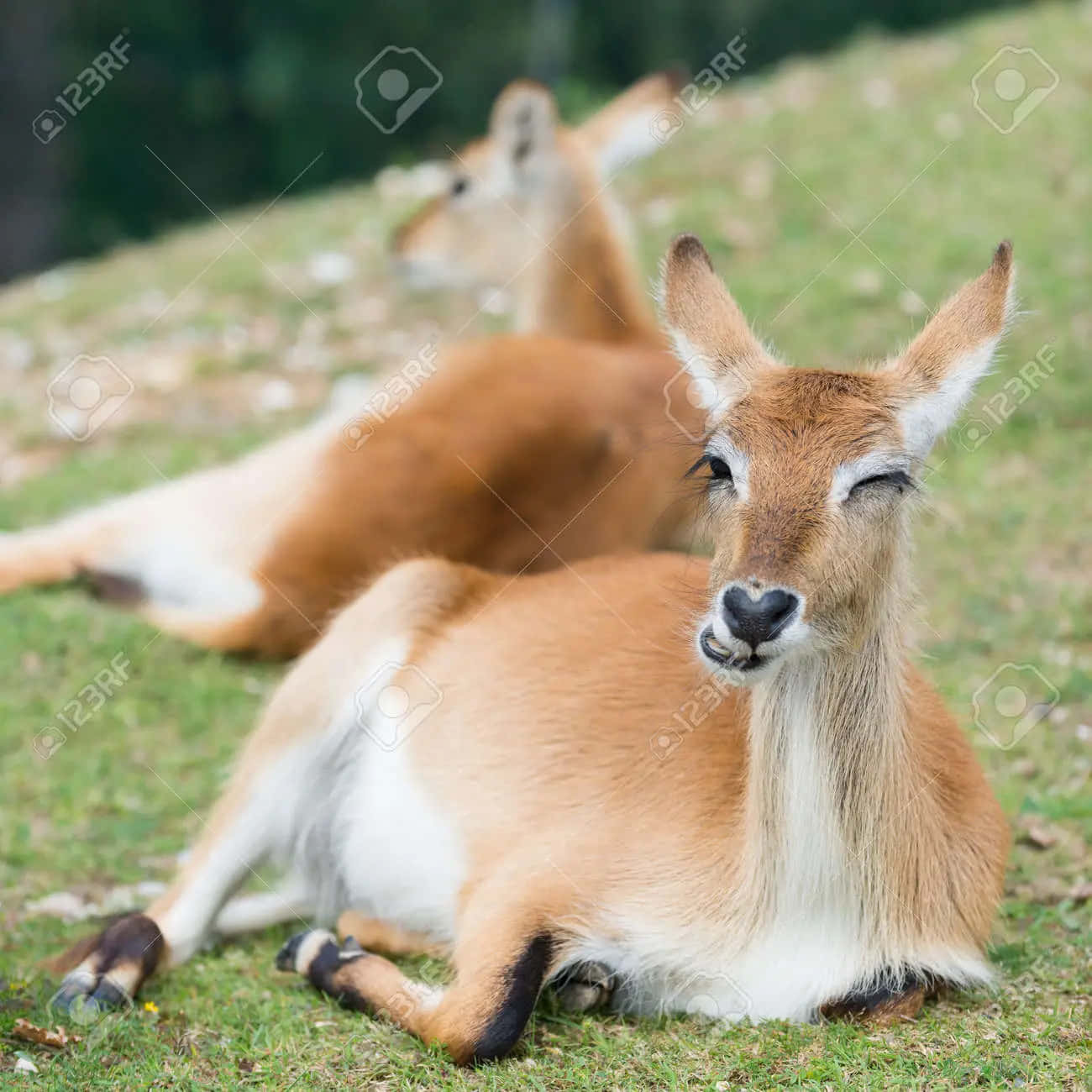 Funny Deer 桌布 壁紙 — 一隻年輕的黑斑羚在草地上休息，閉上一隻眼睛，另一隻則躺在後面，沐浴在柔和自然光中。