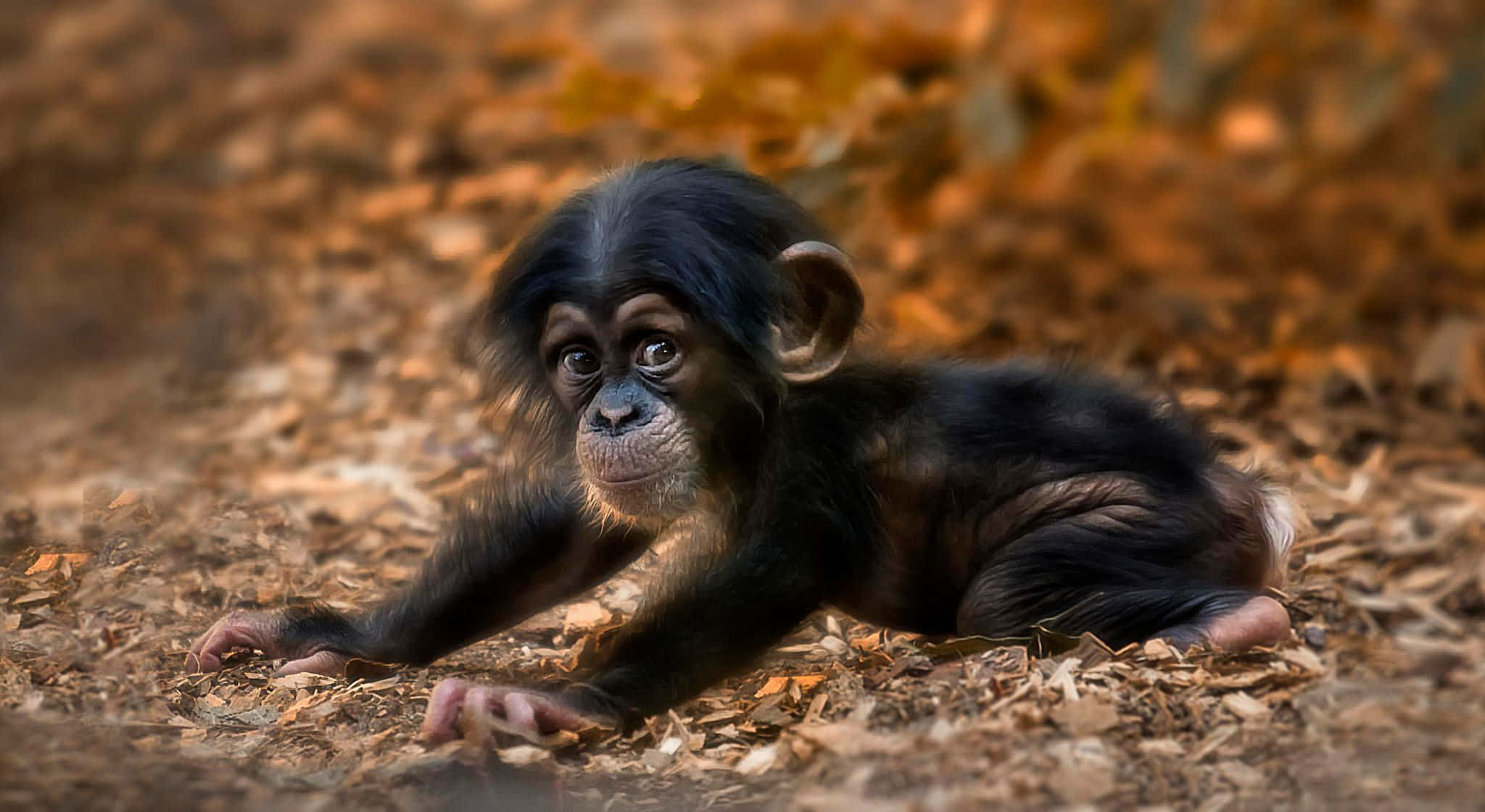 Chimpanzee 桌布 壁紙 — 一隻年輕的黑猩猩，毛色深黑，眼神好奇，躺在森林中的秋葉堆上休息。