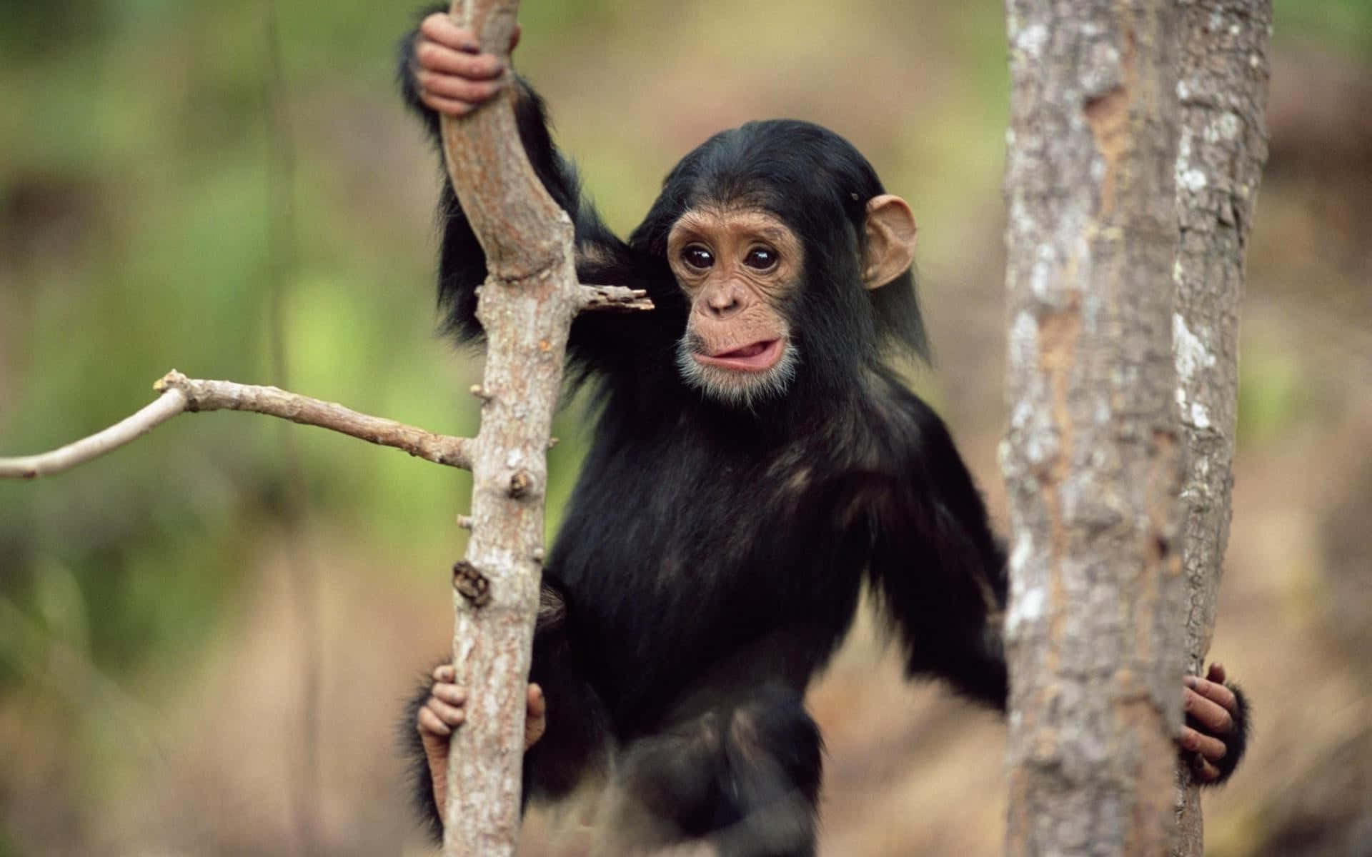 Chimpanzee 桌布 壁紙 — 一隻年輕的黑猩猩在陽光明媚的森林環境中，用好奇的眼睛抓住樹枝。