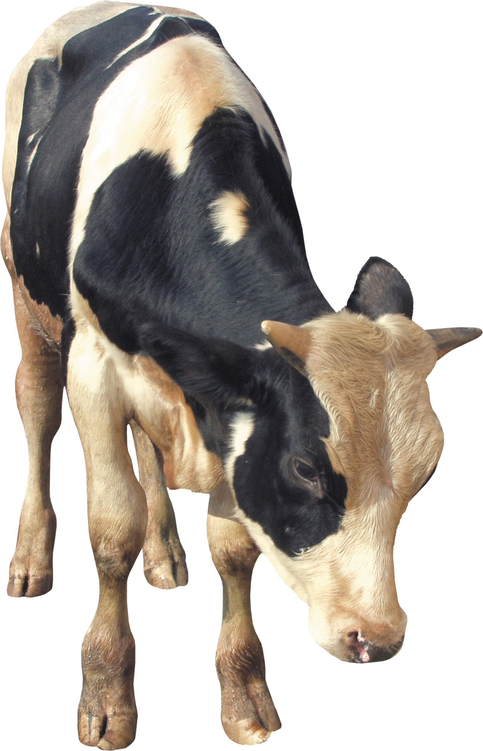 Cattle 桌布 壁紙 — 一隻年輕的黑白小牛低著頭站在純白色背景前。