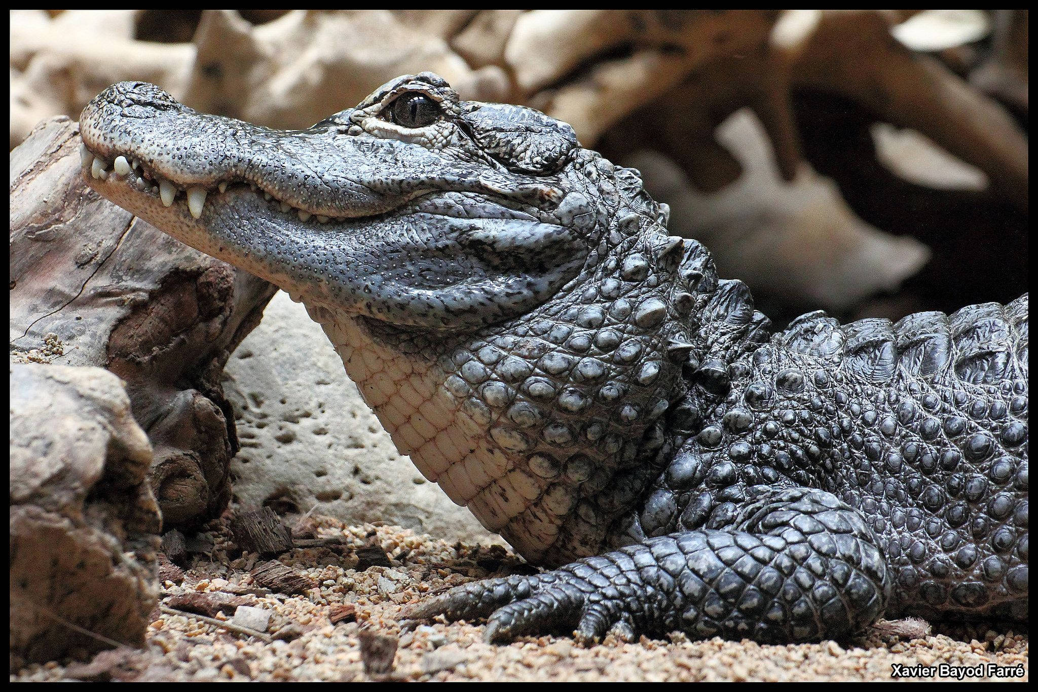 Alligator 桌布 壁紙 — 一隻年輕短吻鱷的近距離特寫，具有紋理鱗片和鋒利牙齒，在沙地上靠近浮木休息。