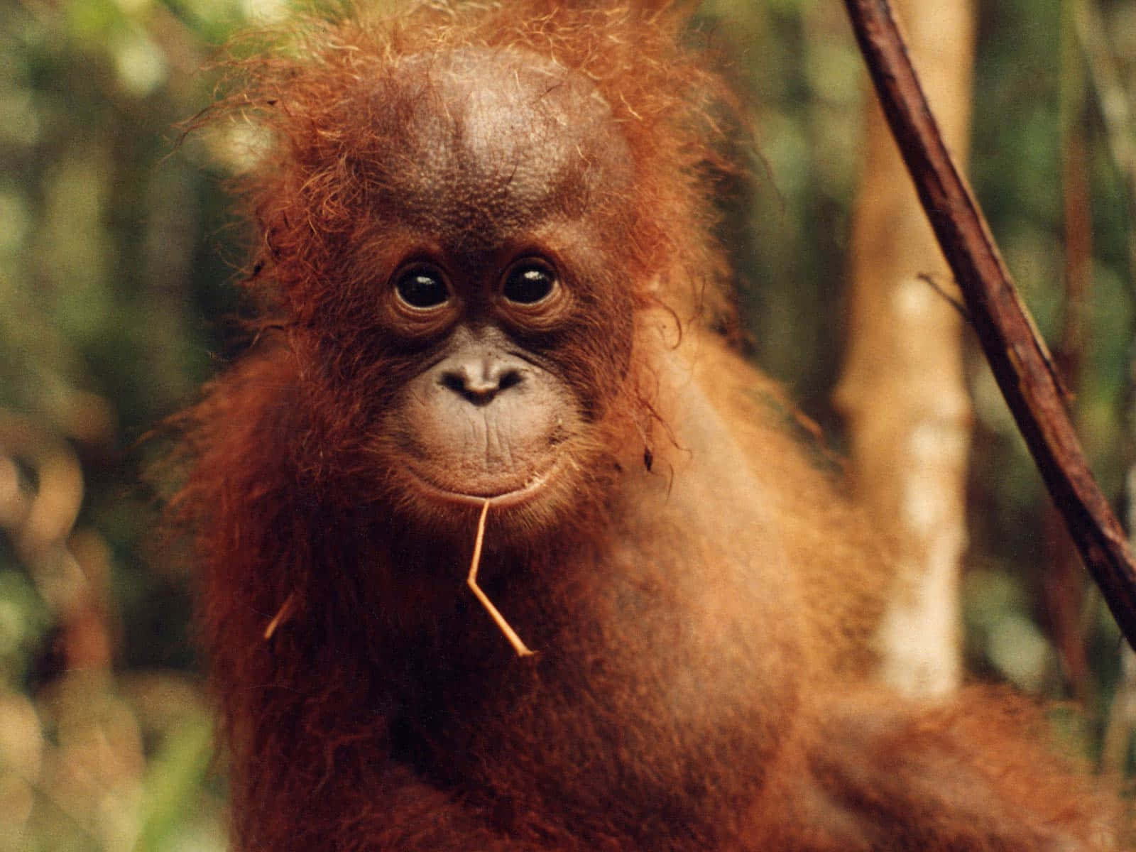 Orangutan 桌布 壁紙 — 一隻年輕紅毛猩猩的近距離特寫，毛髮呈紅褐色，眼神好奇，嘴裡叼著一根小樹枝，背景是模糊的叢林。