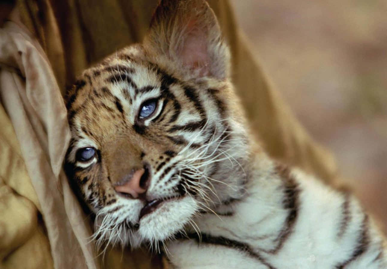 Cute Tiger 桌布 壁紙 — 一隻年輕老虎寶寶的特寫，牠有搶眼的藍色眼睛，將頭靠在柔軟的棕色布料上。