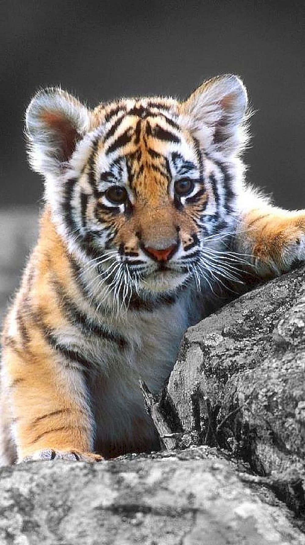 Baby Tiger 桌布 壁紙 — 一隻年輕老虎幼崽的近距離特寫，擁有橙色毛皮和黑色條紋，在灰色岩石上休息，專注地凝視前方。